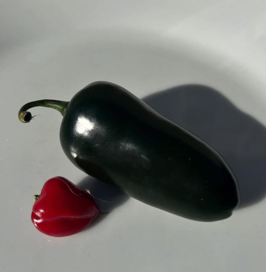 Daddy joke of the day!