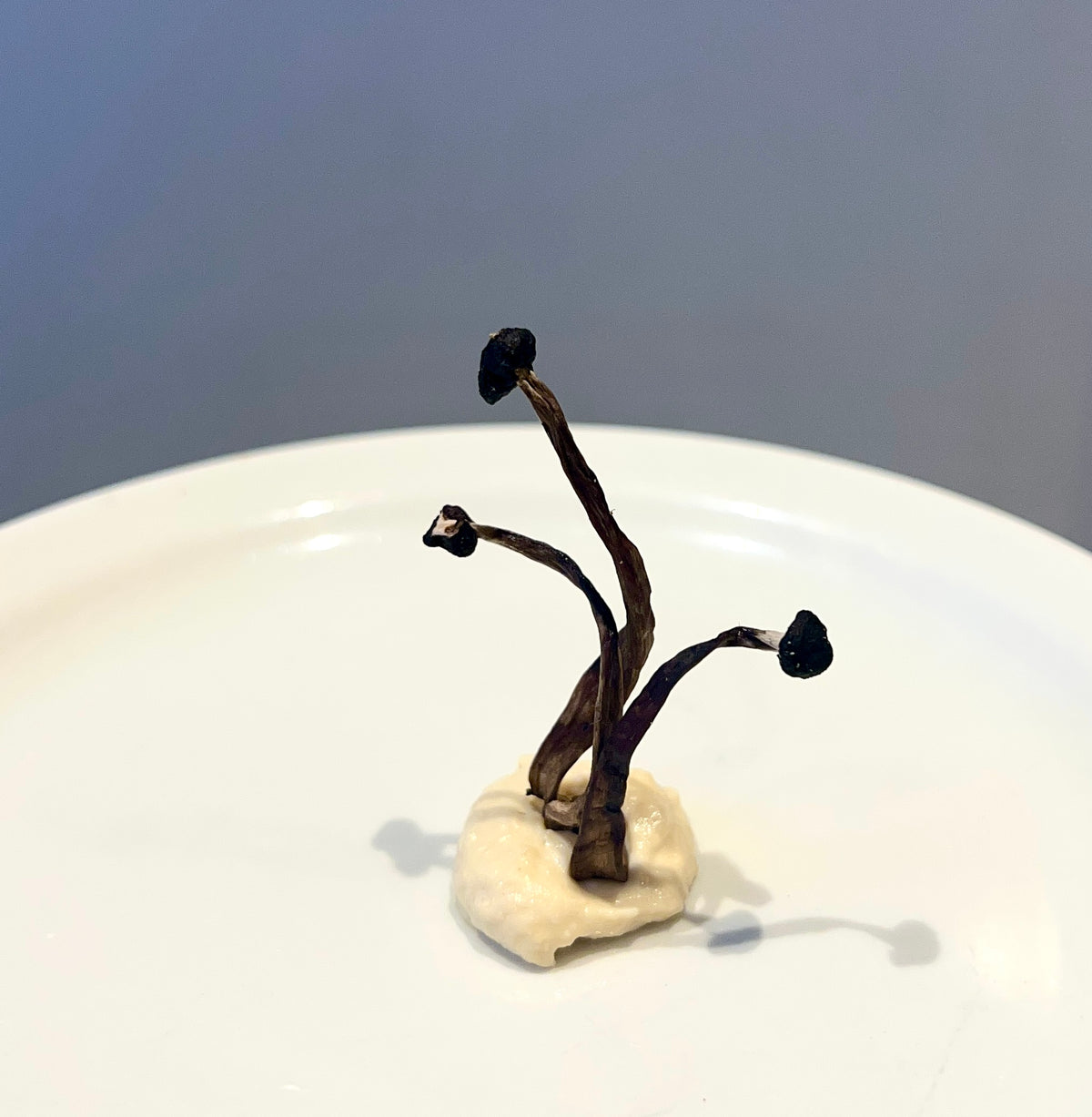 Smoked Mushroom Hemp Salt